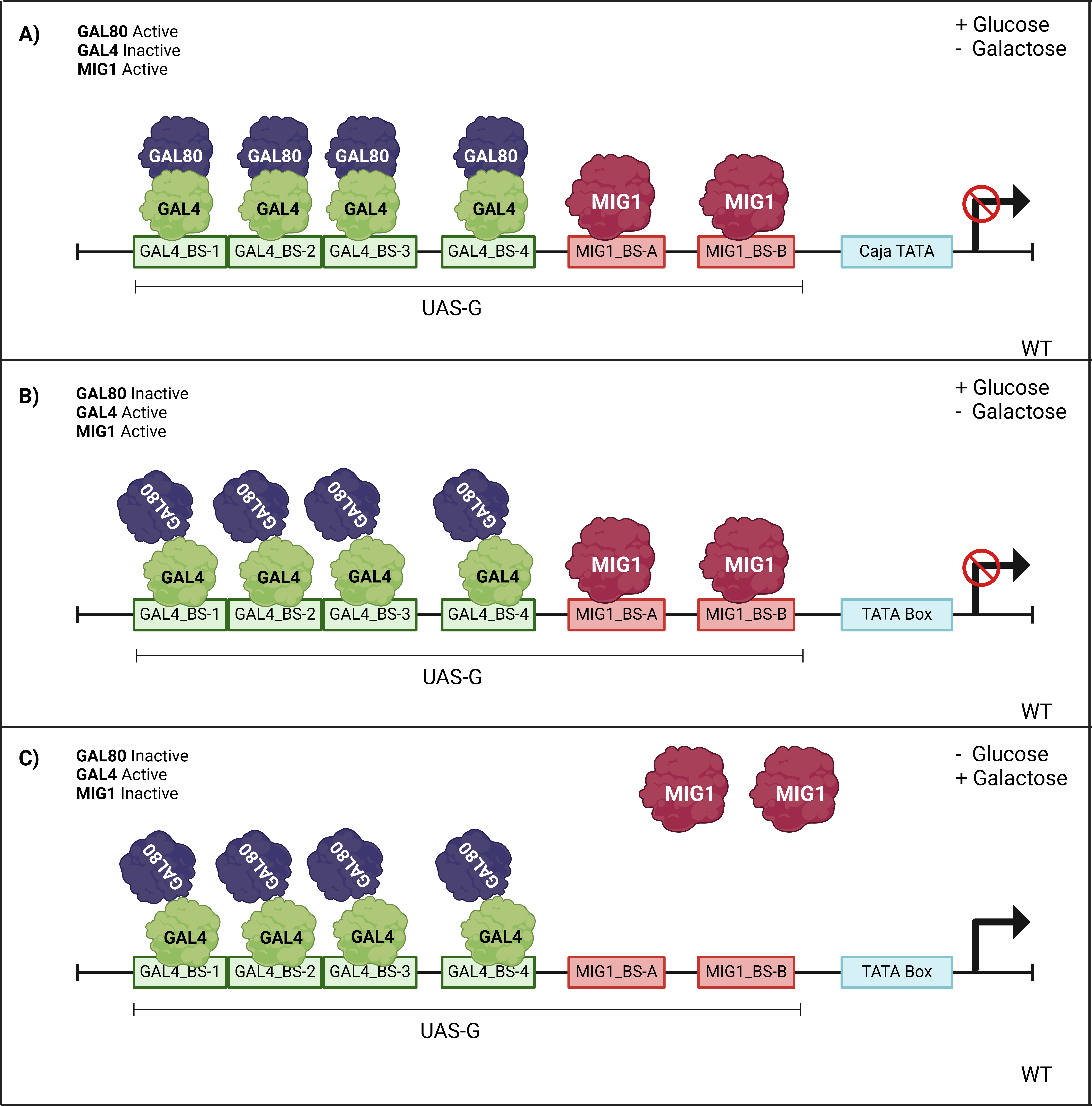 Modified GAL1 promoter diagram